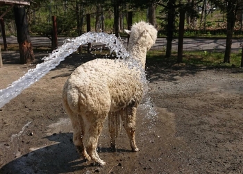 写真：水を浴びるシャーロット
