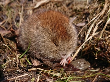 写真：野ネズミ