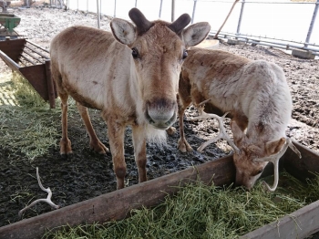 写真：エサを食べるトナカイ