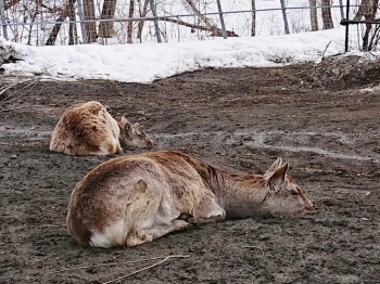 写真：休んでいるトナカイ