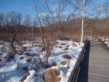 写真：冬の木道