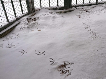 写真：雪の上の足あと