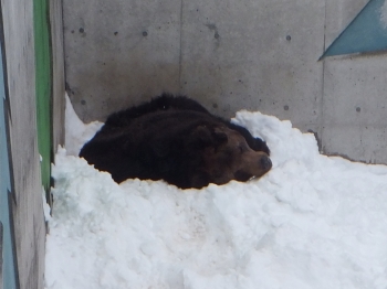 写真：眠るキチノスケ