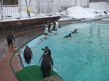 写真：ペンギン