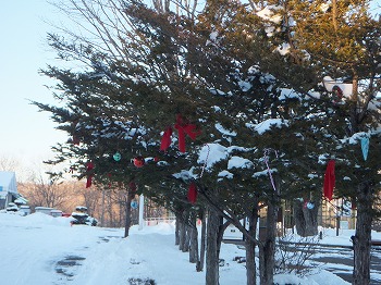 写真：クリスマスの飾り付けをした木々