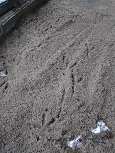 写真：砂の上の足跡