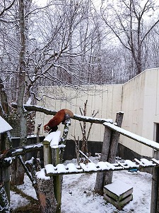 写真：レッサーパンダのシンゲン