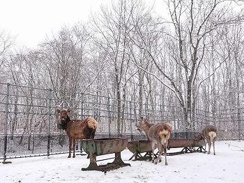 写真：雪の中のワピチとエゾシカ