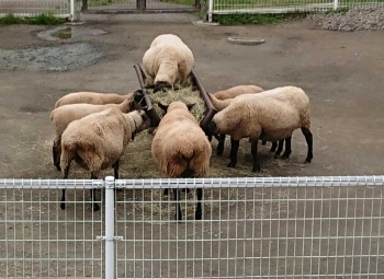 写真：エサを食べるヒツジ