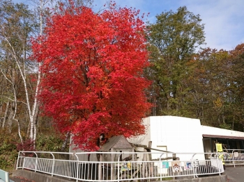写真：レッサーパンダ舎の紅葉1