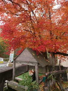 写真：レッサーパンダ舎の紅葉2