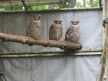 写真：3羽並んだシマフクロウの親子