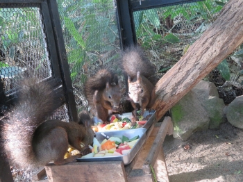 写真：エサを食べるリス