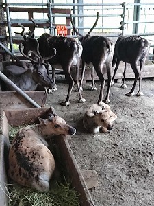 写真：箱入りトナカイ