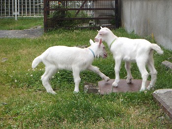 写真：2頭のヤギの赤ちゃん