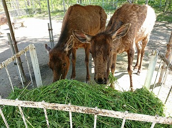 写真：青草と食べるワピチ