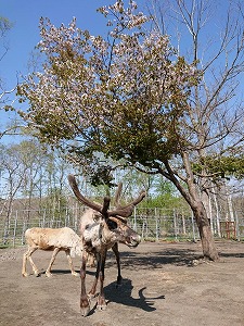 写真：トナカイのオスと桜