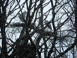 写真：アオサギ2