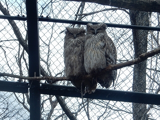 写真：シマフクロウ