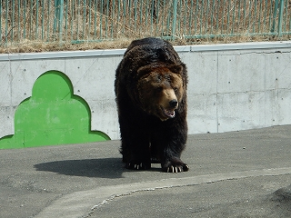 写真：ヒグマのキチノスケ