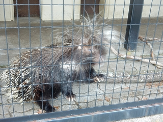 写真：ヤマアラシのテンテン