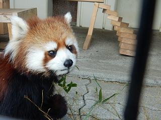 写真：レッサーパンダのコキン