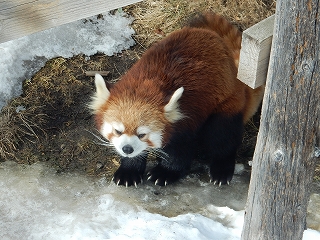 写真：シンゲン