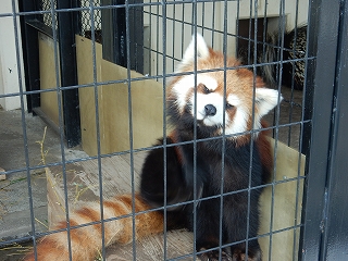 写真：コキン3