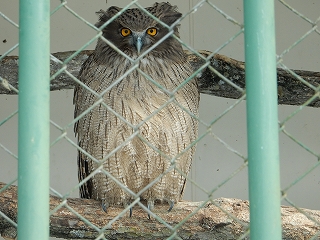 写真：シマフクロウ