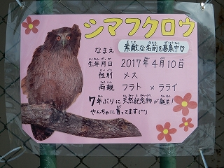 写真：シマフクロウの名前募集ポスター