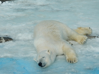 写真：キロル2