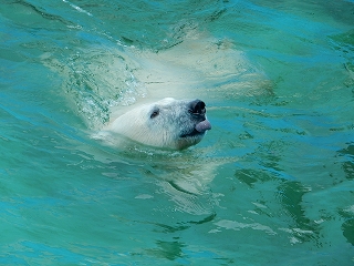 写真：キロル1