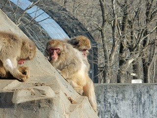 写真：サル山のサルの様子1