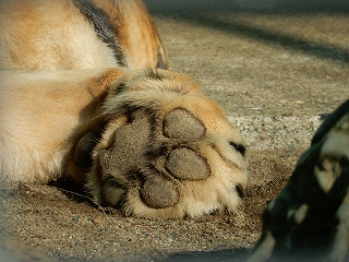 写真：ゆうひの肉球