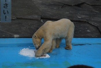 写真：キロル　食べる様子