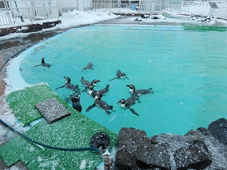 写真：フンボルトペンギン