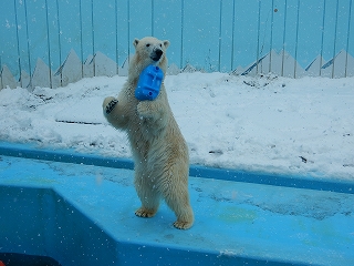 写真：ホッキョクグマ　ミルク1