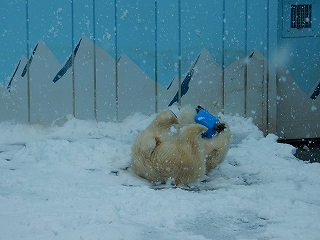 写真：ホッキョクグマ　ミルク2