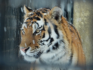 写真：アムールトラ　あさま