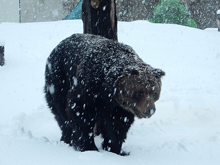 写真：ヒグマ