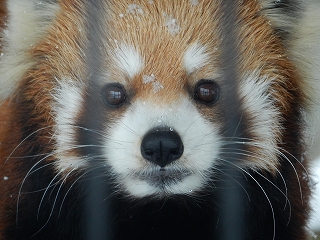 写真：レッサーパンダ　コーアイ