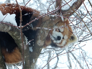 写真：レッサーパンダ　シンゲン