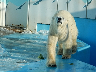 写真：ホッキョクグマ　キロル1