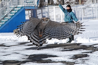 写真：クマタカ　訓練の様子2