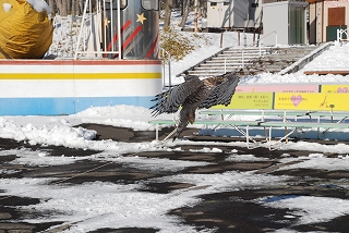 写真：クマタカ　訓練の様子3