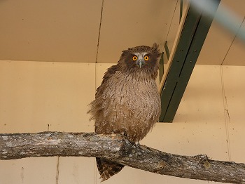 写真：2017年生まれのシマフクロウ