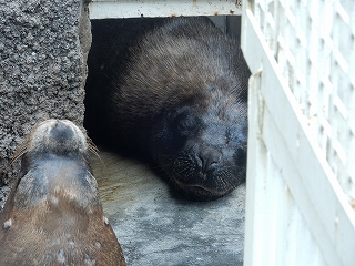 写真：オタリア2