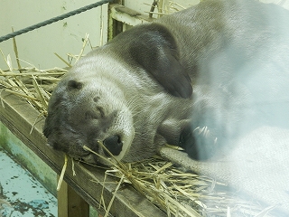 写真：カワウソ2