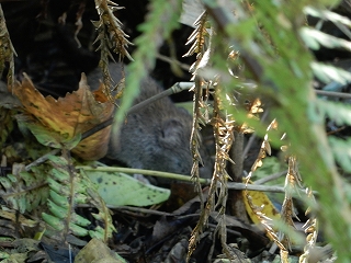 写真：ノネズミ