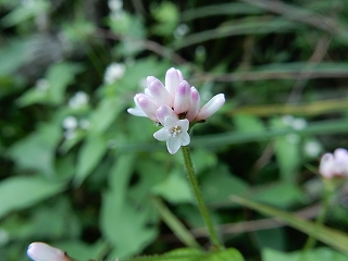 写真：ミゾソバの花